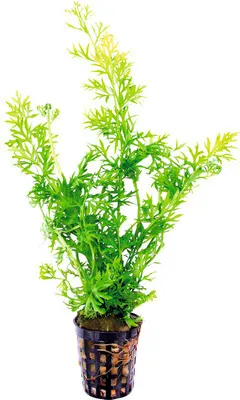 Produktbild von Feinblättriger Hornfarn - Ceratopteris thalictroides