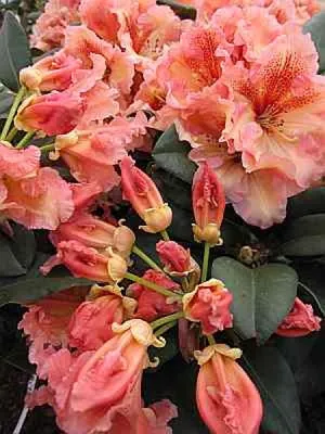 Produktbild von Rhododendron Hybride Mirabilis - Großblumige Alpenrose 30-40cm