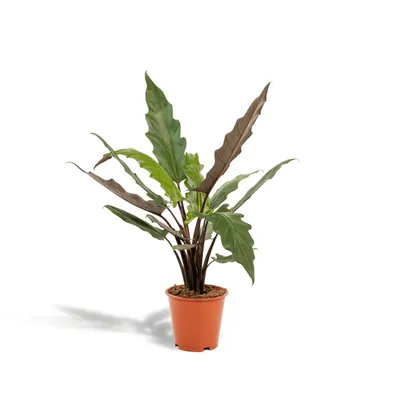 Produktbild von Meergroothandel Alocasia Lauterbachiana - 80 cm, Ø19 cm
