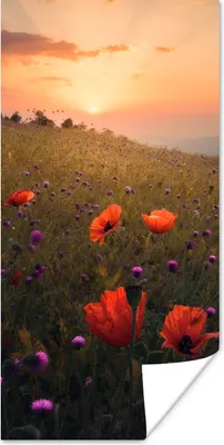 Produktbild von MuchoWow® Poster Blumenfeld - Gras - Pflanzen - Sonnenuntergang - Orange 75x150 cm - Dekoration für die Wände