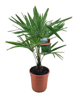 Produktbild von Trachycarpus fortunei Tessinerpalme 55 cm