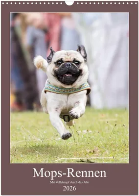 Produktbild von Mops-Rennen (Wandkalender 2026 DIN A3 hoch), CALVENDO Monatskalender