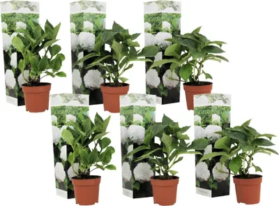 Six potted hydrangea plants are arranged in a grid formation against a white background.