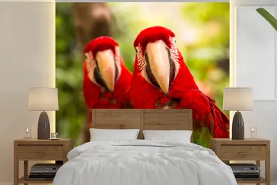 Produktbild von MuchoWow® Fototapete für Wohnzimmer oder Schlafzimmer Wandtapete Vinyl Motivtapete Papageien - Vögel - Dschungel - 280x280 cm - Hintergrundbild