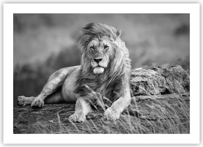 Produktbild von Poster - Poster ohne Rahmen - Löwe Tier Natur - 70x50 cm - Wand Bild - Wanddeko - Wandbilder - Kunstposter - Wandposter - Bilder - Kunstdruck - Wanddekoration - Wandbild - P2XAA70x50-3931