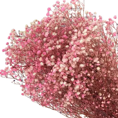 A close-up, studio shot of a bouquet of dried baby's breath flowers.