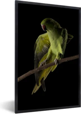 Produktbild von MuchoWow® Gerahmtes Poster Papagei - Vogel - Zweig 40x60 cm - Poster mit Schwarzem Bilderrahmen Wandposter Rahmen Foto Bilder - Papierdruck - Wandbilder