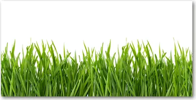 Produktbild von Tulup® Glas-Bild - 100x50 -Wandkunst - Wandbild hinter gehärtetem Sicherheitsglas  - Blumen & Pflanzen - Gras - Grün
