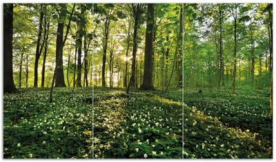 Produktbild von Wallario Herdabdeckplatte aus Glas, Größe 90 x 52 cm 3-teilig, Motiv Waldanemonen und Sonnenstrahlen im Wald