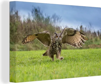 Zdjęcie produktu dla OneMillionCanvasses® - Wydruki na płótnie - 140x90 cm, Puchacz ląduje w trawie, dekoracja ścienna - zdjęcie na płótnie - obraz na drewnianej ramie