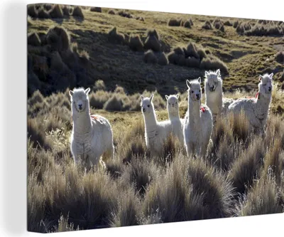 Produktbild von OneMillionCanvasses® - Leinwandbilder - 140x90 cm, Weiße Lamas im Paja-Gras des Sajama-Nationalparks, Wandbilder Kunstdruck Wanddekoration