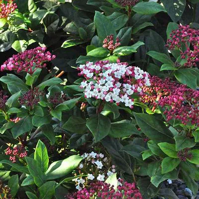 Immagine prodotto di 2 piante di Viburnum tinus 'Gwenllian', chiamate anche "Schneeball" (nome comune tedesco), in vaso, altezza: 25-30 cm