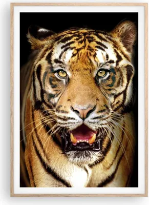 Produktbild von Gerahmtes Poster - Rahmen in heller Eiche - tiger tier - 70x100 cm - Wand Bild - Wanddeko - Wandbilder - Kunstposter - Wandposter - Bilderrahmen - Bilder - Kunstdruck - Wandbild - P2NPA70x100-4103