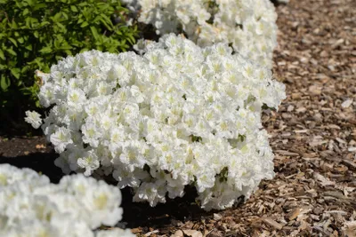 Produktbild von Rhododendron obtusum 'Maischnee', weiß, 15–20 cm