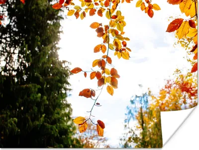 Produktbild von MuchoWow® Poster Herbst - Laub - Natur 160x120 cm - Foto Plakat