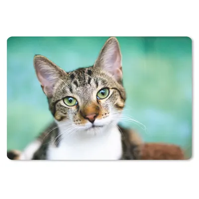 Produktbild von MuchoWow® Schreibtischunterlage Katze - Porträt - Augen 60x40 cm - XXL Mauspad - Großes Mauspad