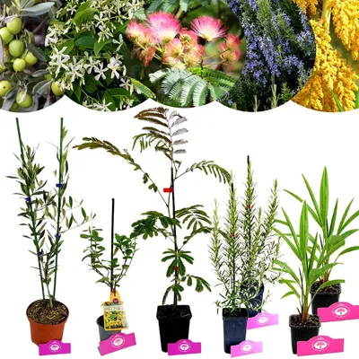 Produktbild von Pflanzenpaket Mediterraner Garten – 8 Pflanzen für ca. 8 m²