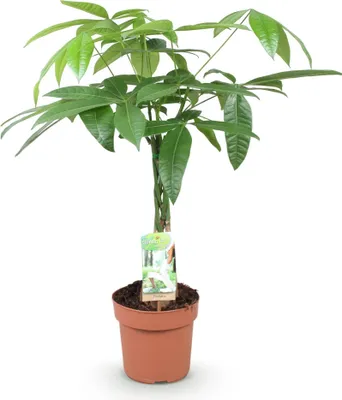 Image de Pachira Aquatica, tronc tressé, 60-70cm, 17cm, arbre à argent facile