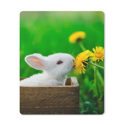 Produktbild von MuchoWow® Mauspad Mousepad Kaninchen - Löwenzahn - Gras 30x40 cm - Mousepads - Maus Mat - Pad - Mausunterlage - Mausmatten