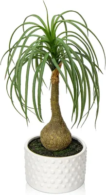 Produktbild von Künstliche Pflanze 41 cm, Keramiktopf, Ponytail Palm, für Innendekoration