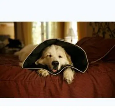 Image de All Four Paws Collier pour animaux de compagnie Comfy Cone M 20 cm Noir