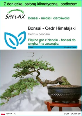 Zdjęcie produktu dla SAFLAX - Garden to go - Bonsai - Cedr Himalajski - 35 Nasiona - Z doniczką, pokrywą klimatyczną i podłożem do uprawy - Cedrus deodara