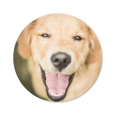 Produktbild von MuchoWow® Mauspad Mousepad Das Glitzern in den Augen dieses Labrador Retrievers 20x20 cm - Mousepads - Maus Mat - Pad - Mausunterlage - Schreibtischmatte