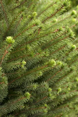 Produktbild von Picea omorika, Serbische Fichte, 60–80 cm