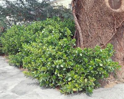 Produktbild von Euonymus fortunei 'Vegetus', Spindelstrauch, immergrün, 80–100 cm