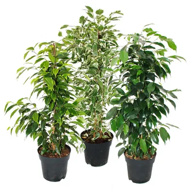 Produktbild von Ficus benjamini – 3er-Set – Anastasia – Twighlight – Danielle in 17-cm-Töpfen