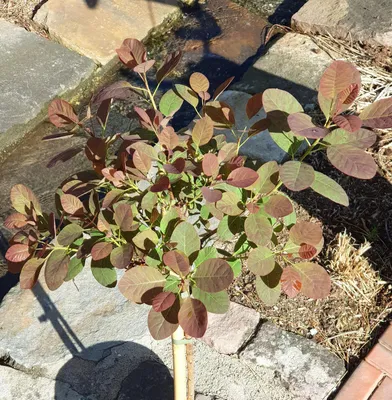 Produktbild von Roter Perückenstrauch Cotinus ' Royal Purple ' Hochstamm 80 - 100 cm