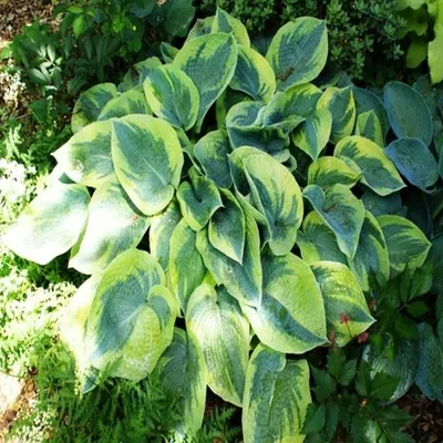 Produktbild von Funkie Hosta Knolle Zierblätter Schattenpflanzen Funkie Flavocircinalis 1 St.