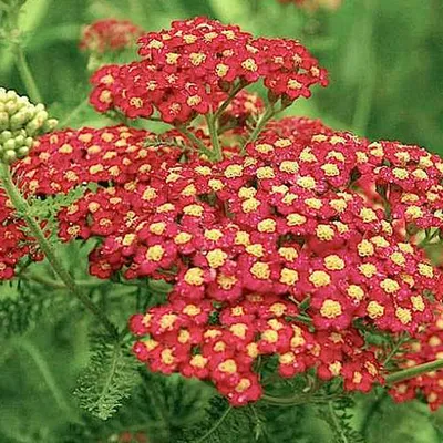 Immagine prodotto di 6 x Achillea millefolium 'Paprika'  | Vaso 9 cm x 9 cm