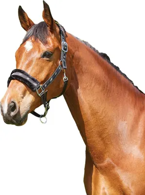 Produktbild von Saxon Halfter mit Fleece WB338 (Pony) (Schwarz/Schwarz)