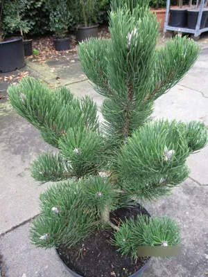 Produktbild von Schwarzkiefer Oregon Green - Pinus nigra Oregon Green 60-70