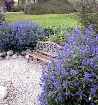 Produktbild von Bartblume ´HEAVENLY BLUE´ 20-30 cm, Cont. 2,5 l