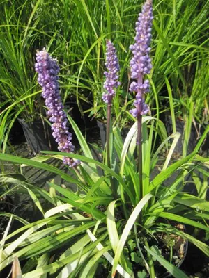 Produktbild von Lilientraube Ingwersen - Liriope muscari - Glöckentraube
