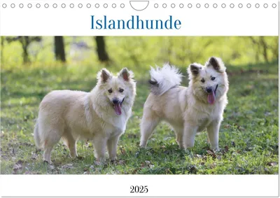 Produktbild von Islandhunde (Wandkalender 2025 DIN A4 quer), CALVENDO Monatskalender