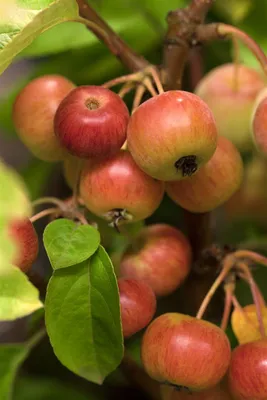 Produktbild von Malus 'Evereste' -R-, Zierapfel, 60–100 cm