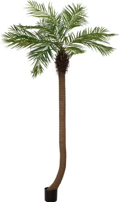 Zdjęcie produktu dla EUROPALMS Palma Phoenix luxor wygięta, sztuczna roślina, 240 cm (82510726)