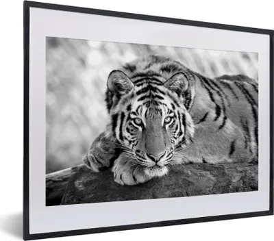 Produktbild von MuchoWow® MuchoWow® Gerahmtes Poster Tiger - Baum - Schwarz - Weiß 40x30 cm - Poster mit zchwarzem Bilderrahmen - Bilderrahmen - Poster im Rahmen