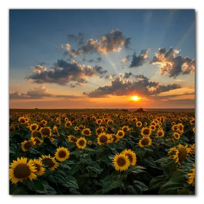 Produktbild von Wallario selbstklebende Möbelfolie/ Tischdecke für Innen und Außen, Größe: 50 x 50 cm - Sonnenblumenwiese vor Wolken mit Sonnenuntergang