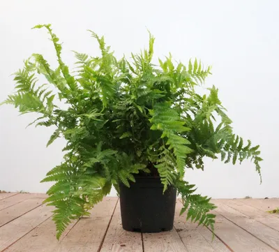 Produktbild von Dryopteris filix-mas, Wurmfarn, 30–40 cm