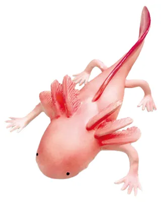 Obrázek produktu pro Axolotl 19 cm