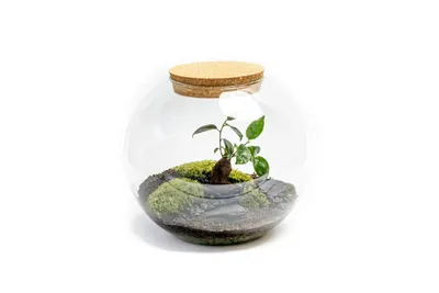 Obrázok produktu pre Gardners Sklenená váza s korkovou zátkou, priemer 28 cm - vysadená ženšenom Ficus Microcarpa
