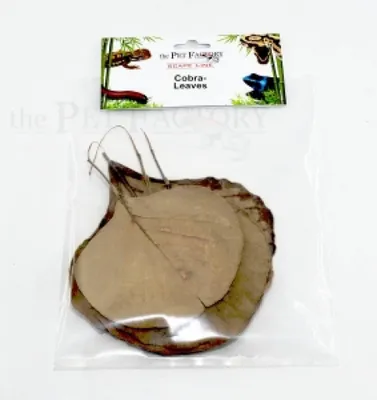 Immagine prodotto di Foglie di cobra
