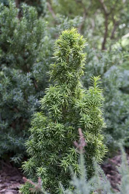 Produktbild von Säuleneibe Standishii 50-60 cm, im Topf - Taxus baccata, immergrün