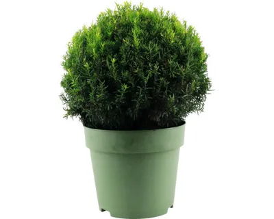 Obrázek produktu pro Tis červený FloraSelf Taxus baccata koule Ø cca 45 cm