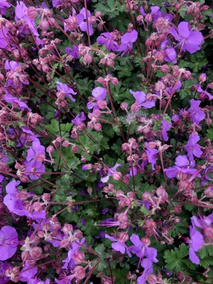 Immagine prodotto di 6 xGeranium cantabrigiense 'Karmina' - Storchschnabel - topf 9 x 9 cm