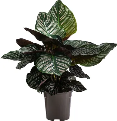 Produktbild von Dehner Korbmarante, Calathea ornata, luftreinigende Wirkung, ca. 85 cm inkl. Pflanztopf, Ø Topf 17 cm, Zimmerpflanze